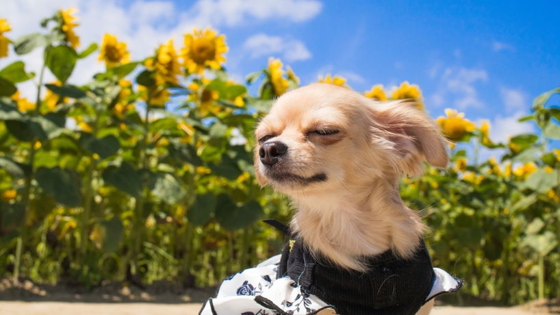 【8/10〜8/18限定】＜事前カード決済で2200円OFF＞愛犬との夏旅行を応援！