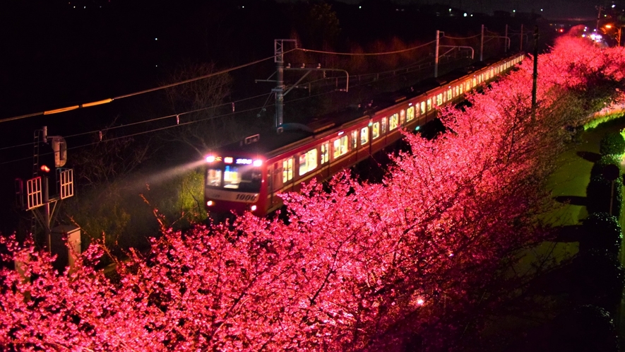 【三浦海岸桜まつり】三浦海岸駅より河津桜と菜の花が2月～3月頃咲きます（当館より徒歩約15分）