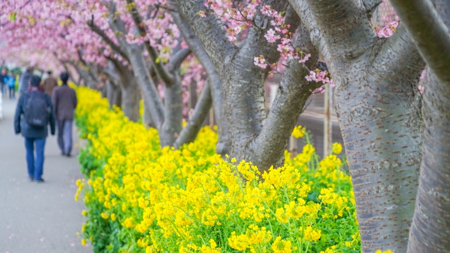 【三浦海岸桜まつり】三浦海岸駅より河津桜と菜の花が2月～3月頃咲きます（当館より徒歩約15分）