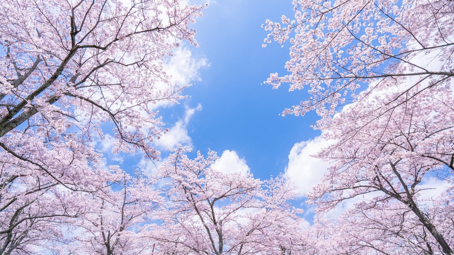 桜