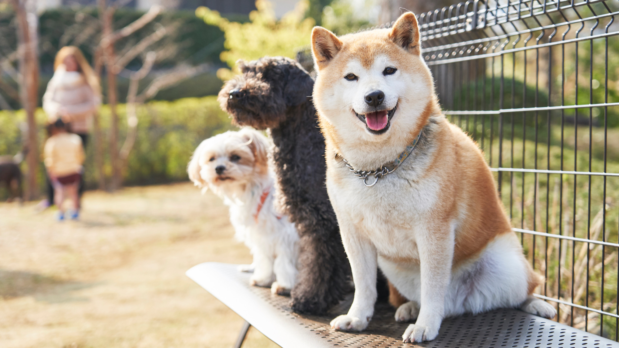 愛犬コミュニティー広場（屋外）