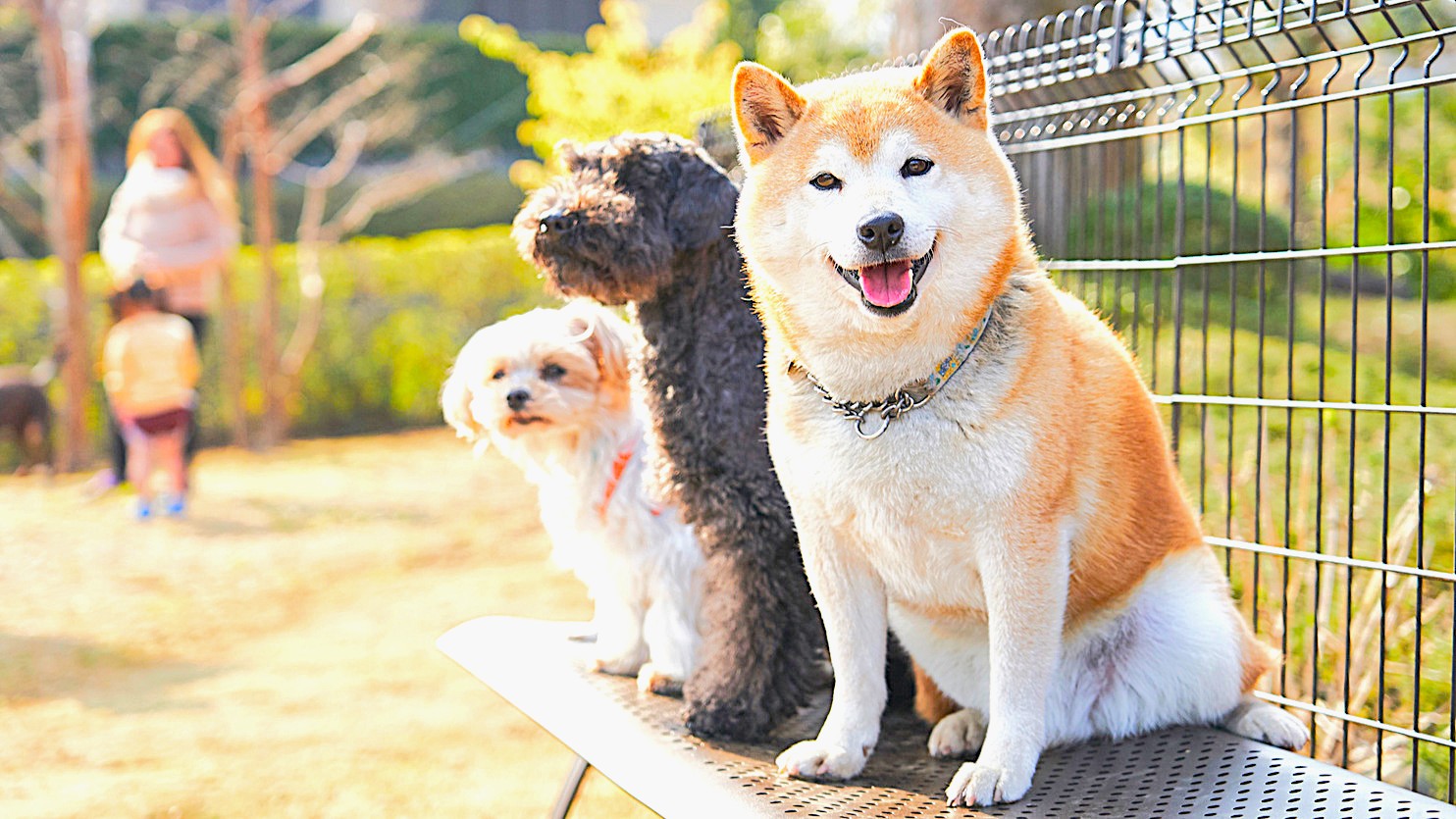 【屋外ドッグラン】愛犬同士の交流の場としてご活用ください