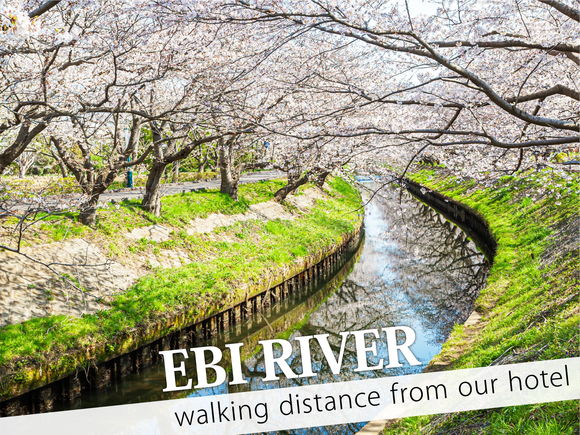 Ebi River （海老川）