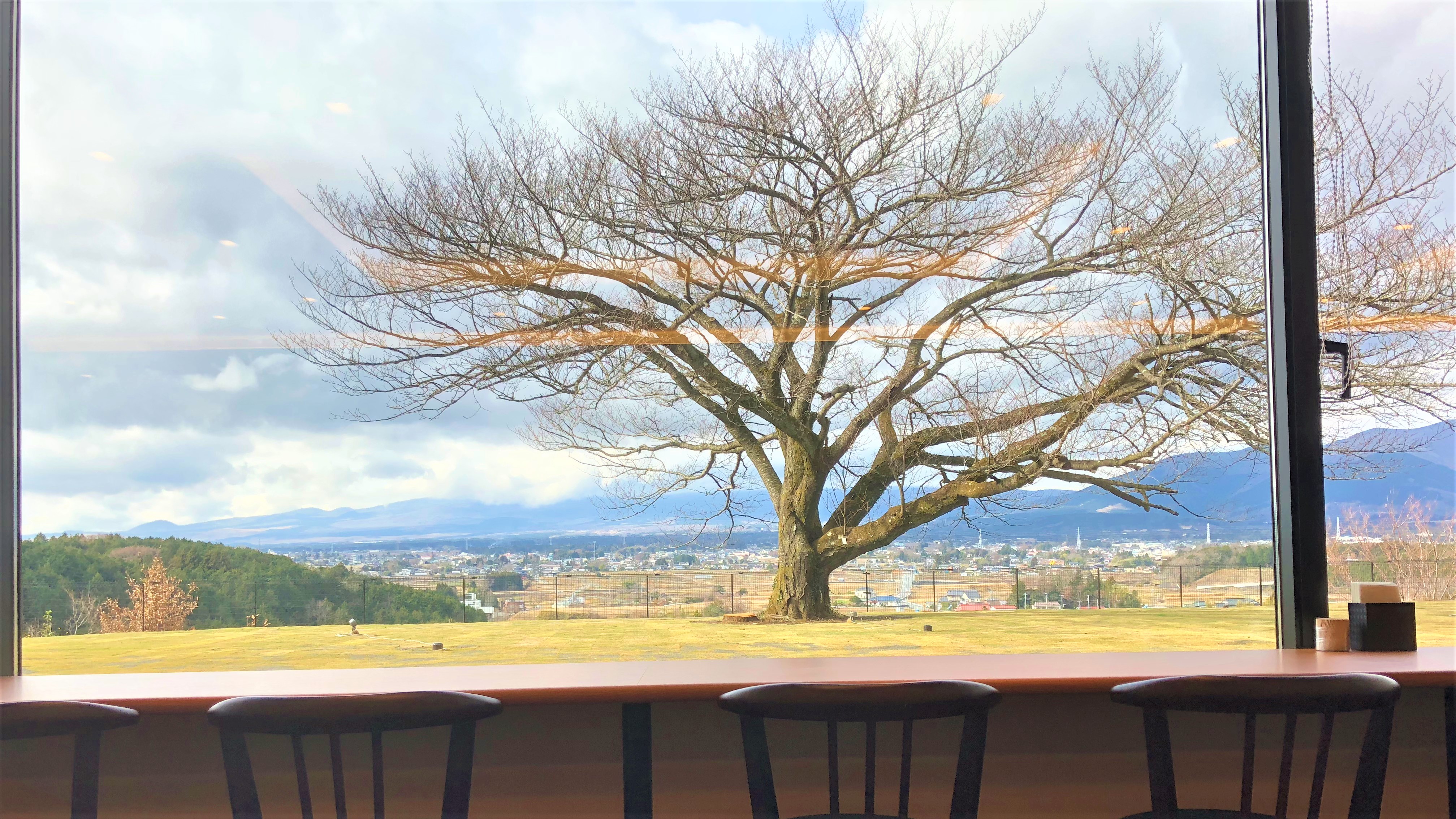 レストランから見える富士桜（※樹齢100年程）
