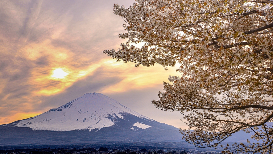 富士山と桜の木