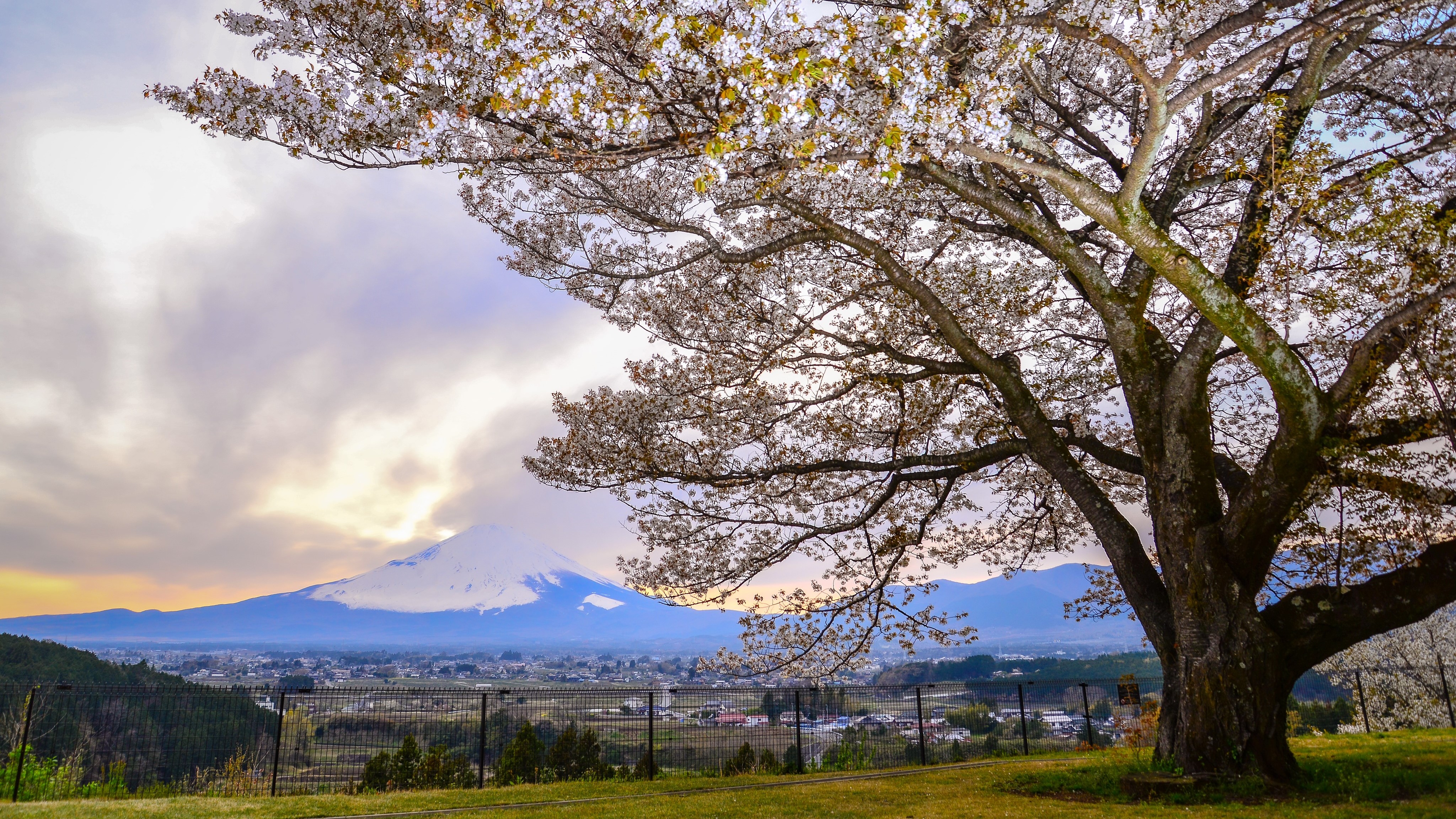 富士山と桜の木