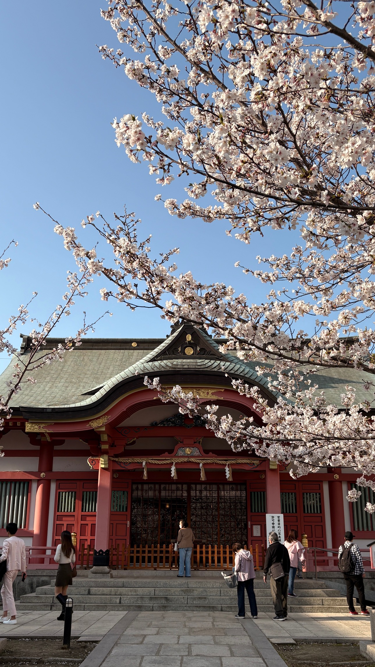 ホテル近くの桜名所「土佐稲荷神社」