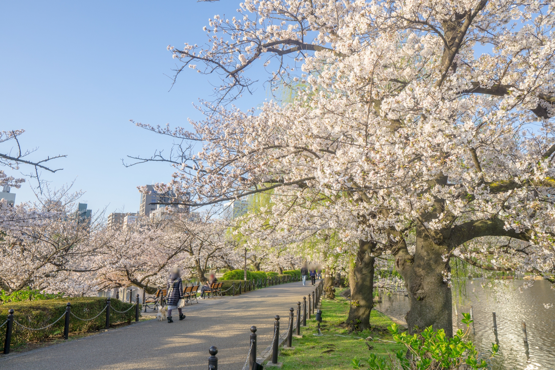 上野公園の桜