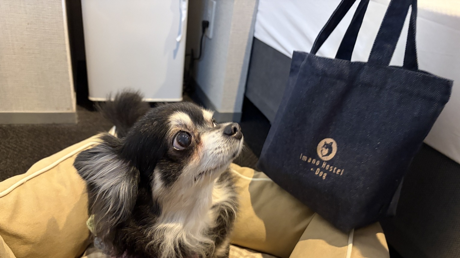 【オリジナルバッグ付】愛犬と泊まるドッグフレンドリープラン※宿泊同意書提出要※（食事なし）