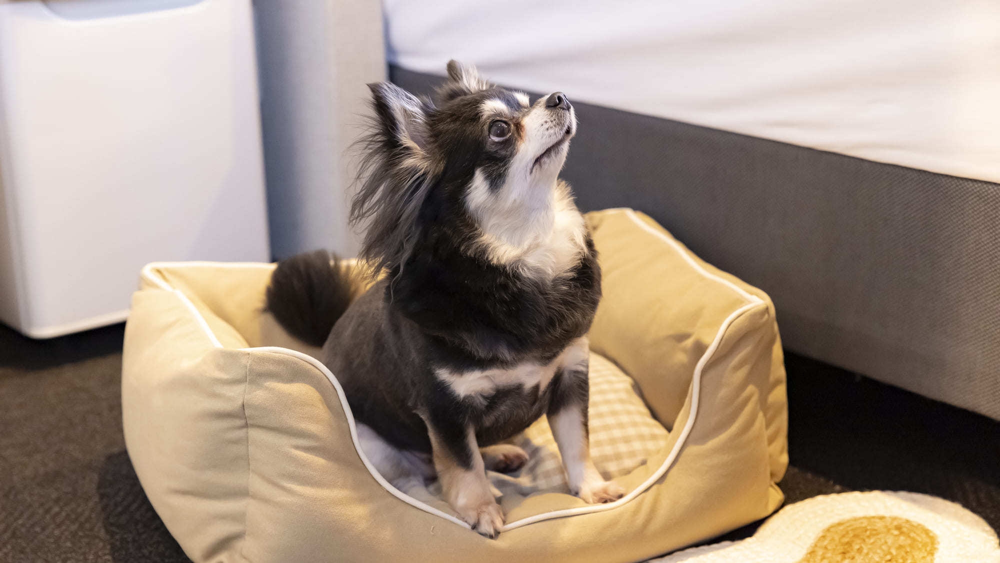 【WANDAFUL ROOMステイ☆】愛犬との旅がもっと快適に♪ ※宿泊同意書提出要※（食事なし）