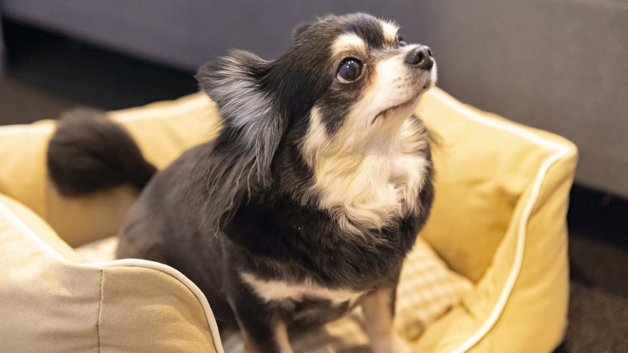 【WANDAFUL ROOMステイ☆】愛犬との旅がもっと快適に♪ ※宿泊同意書提出要※（食事なし）