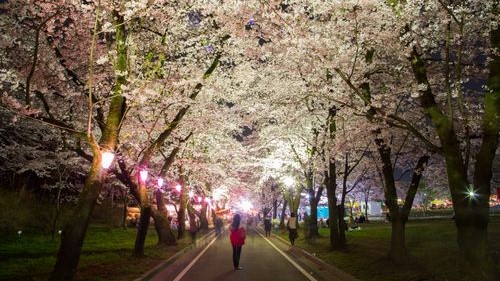 ■赤城南面千本桜（写真提供：前橋観光協会）