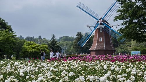 ■大胡ぐりーんふらわー牧場（写真提供：前橋観光協会）