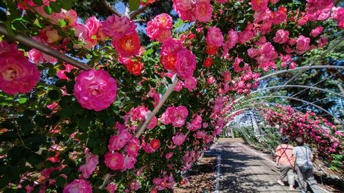 ■前橋バラ園（写真提供：前橋観光協会）