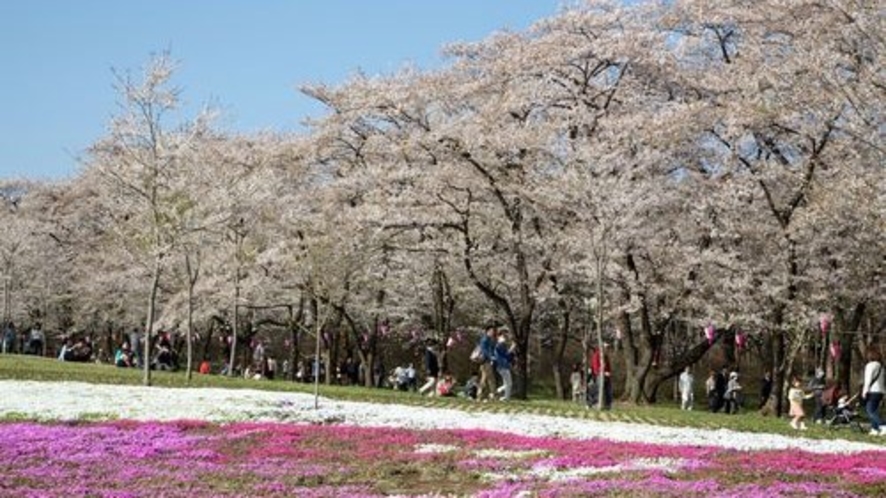 ■赤城南面千本桜（写真提供：前橋観光協会）