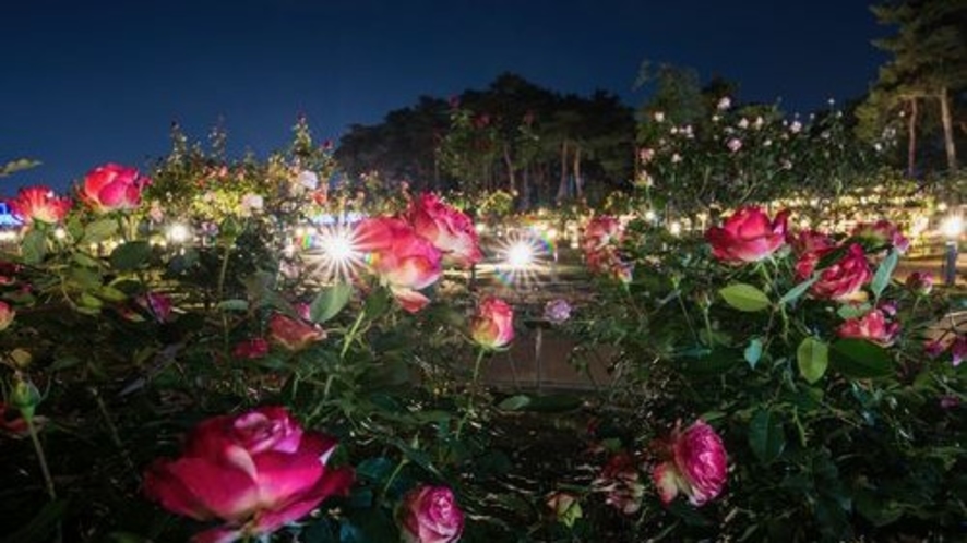 ■前橋バラ園（写真提供：前橋観光協会）