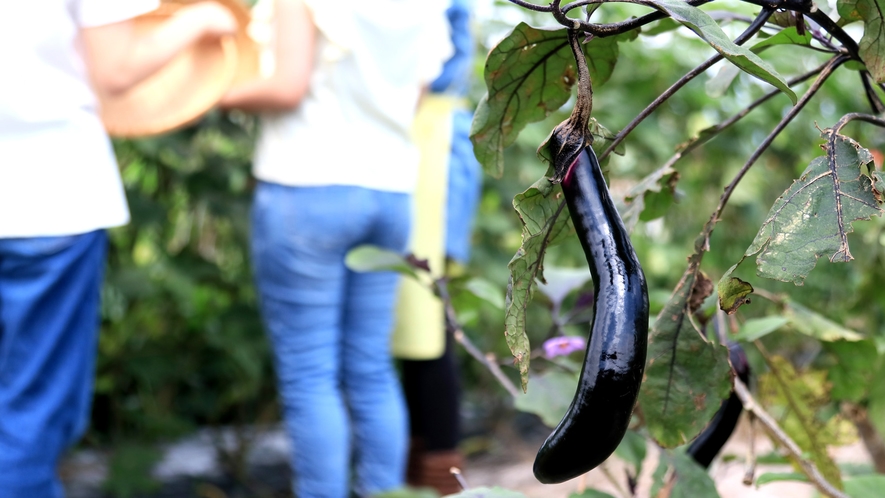 季節によって収穫できる野菜は異なるので、何が獲れるかお楽しみ！