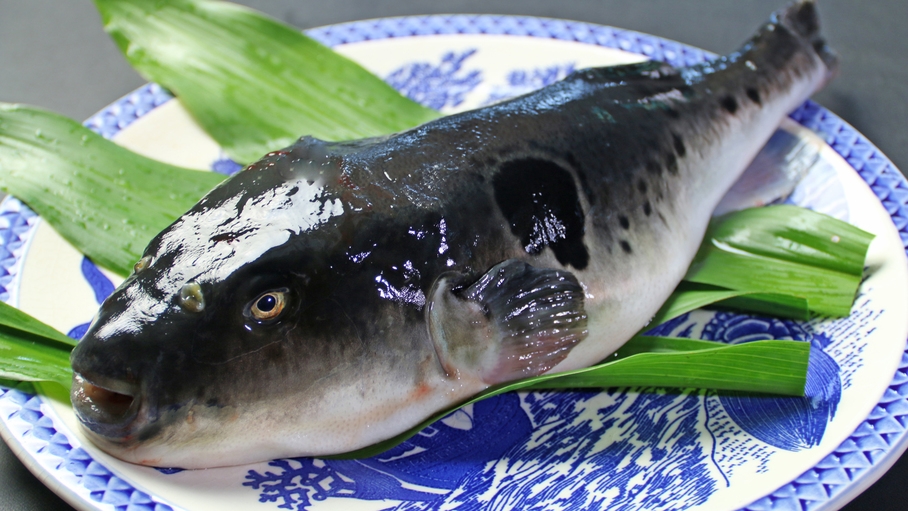 淡白で上質な味わいが特徴のフグをお腹いっぱい食べていき！ふぐフルコースプラン【1泊2食