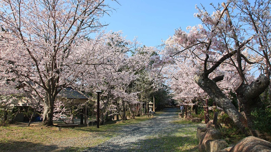 ・春には金刀比羅神社の美しい桜をご覧いただけます。