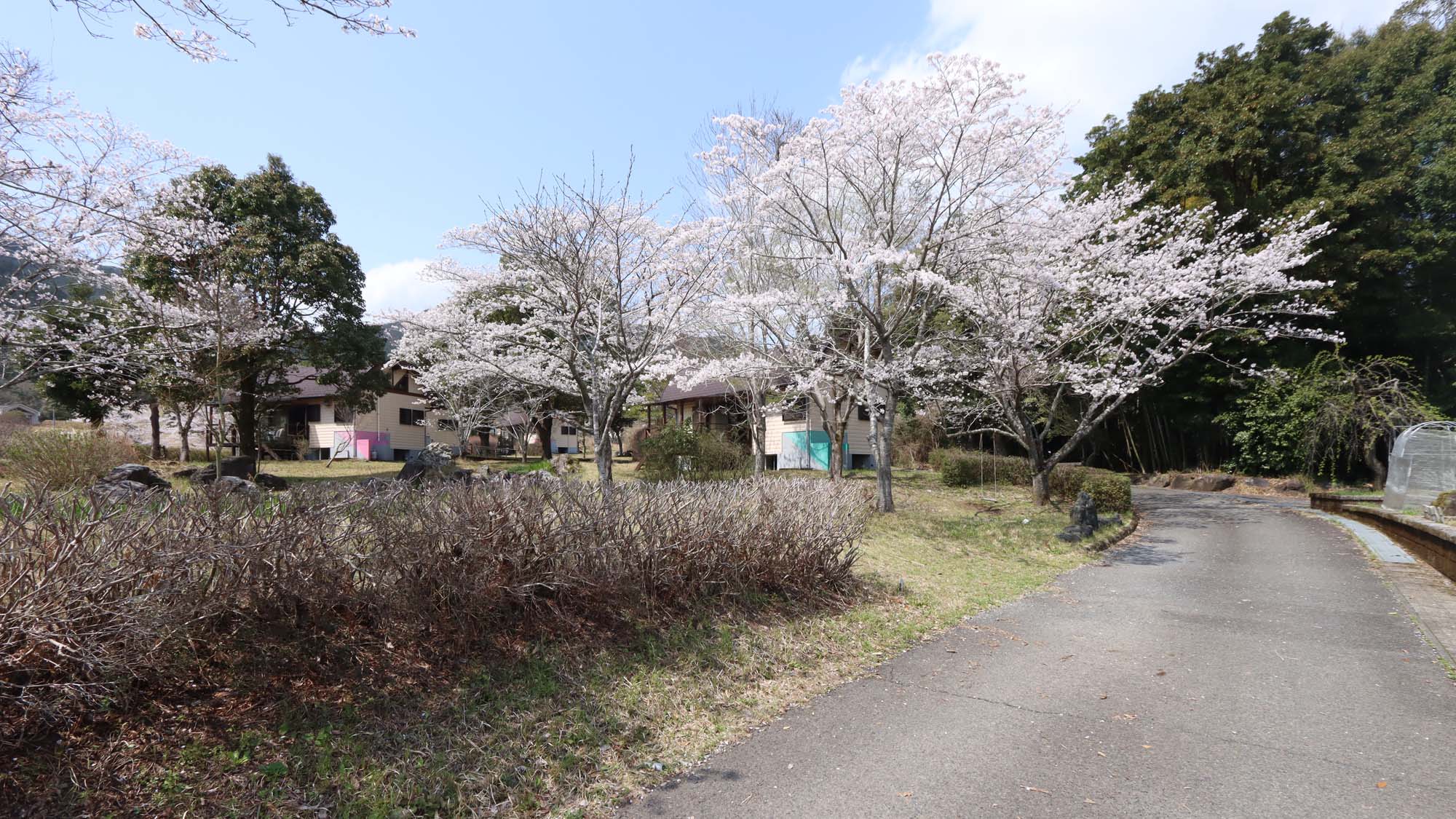 春には桜が咲き誇ります
