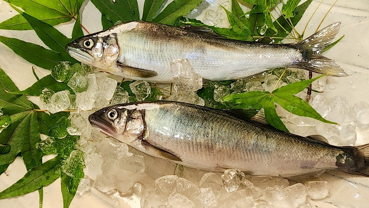 ◆〜夏の膳〜◆茨城県のブランド牛！常陸牛のしゃぶしゃぶと旬の若鮎で夏の味を堪能