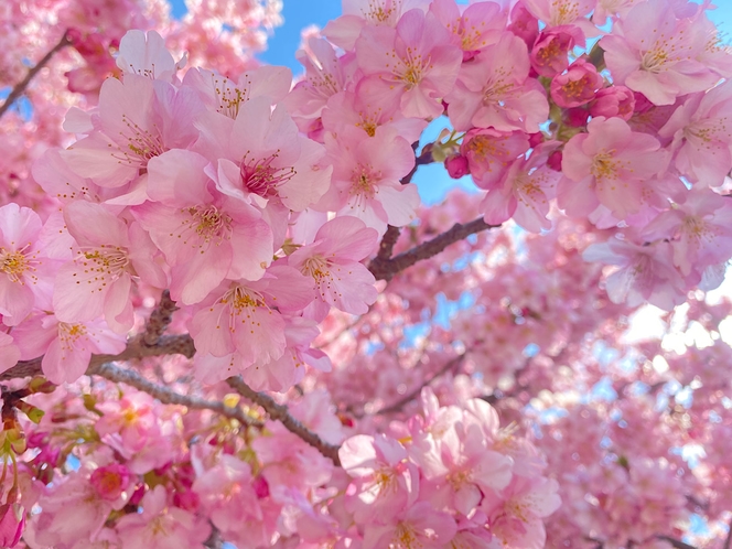 河津桜