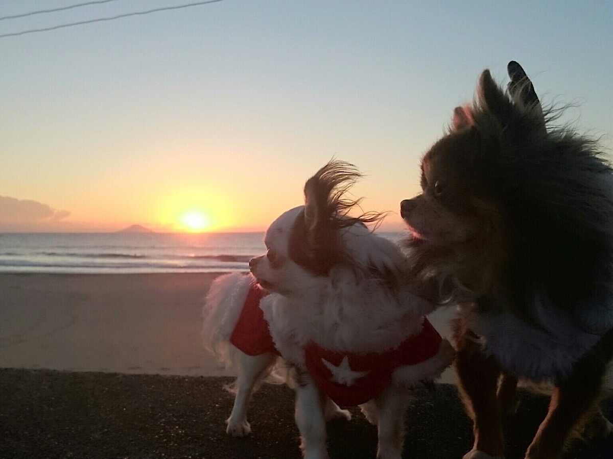 ペット宿泊OK（ツインベッドルームのみ）