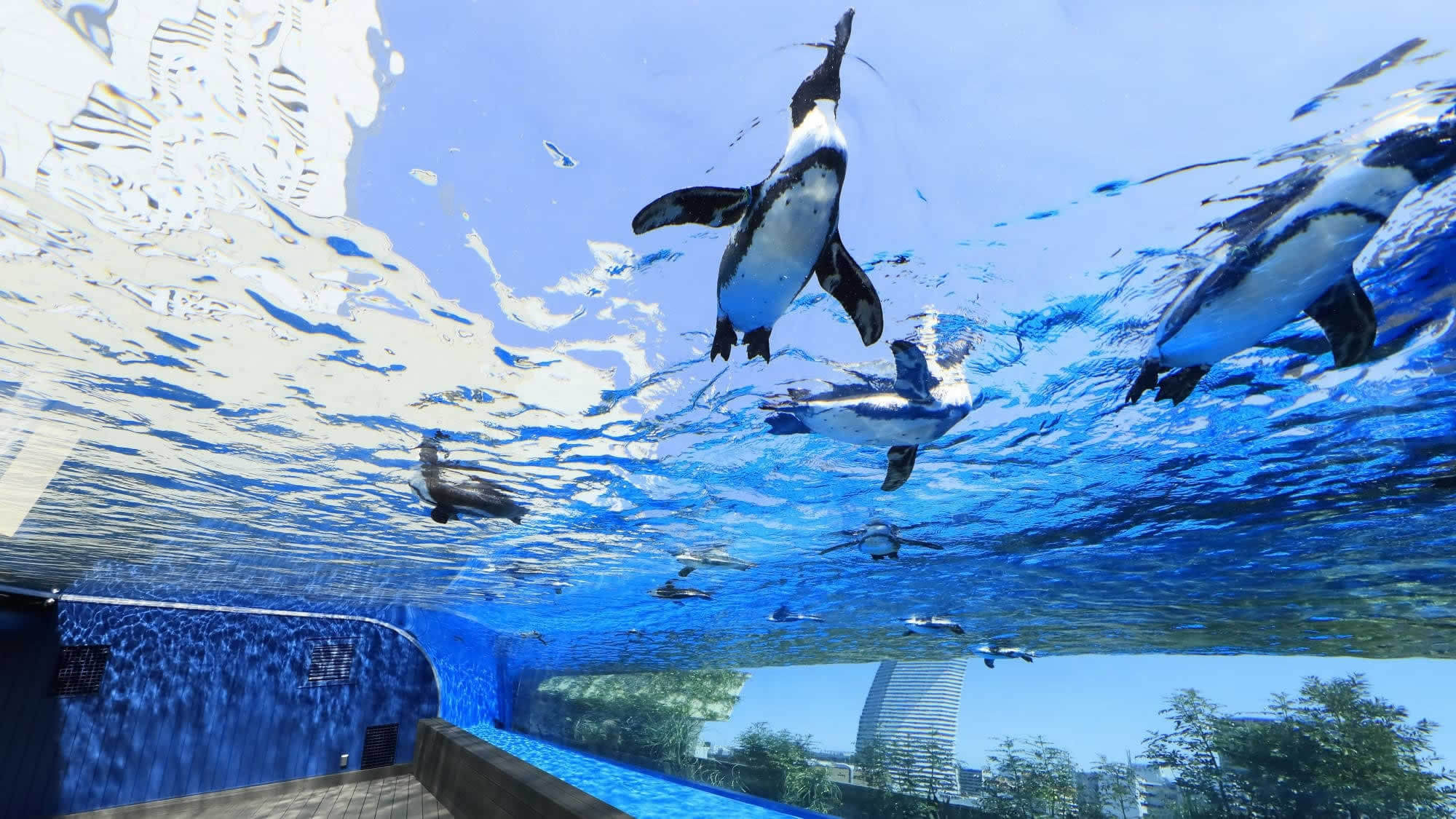 【サンシャイン水族館チケット付き】12:00までのレイトチェックアウトで快適な滞在を