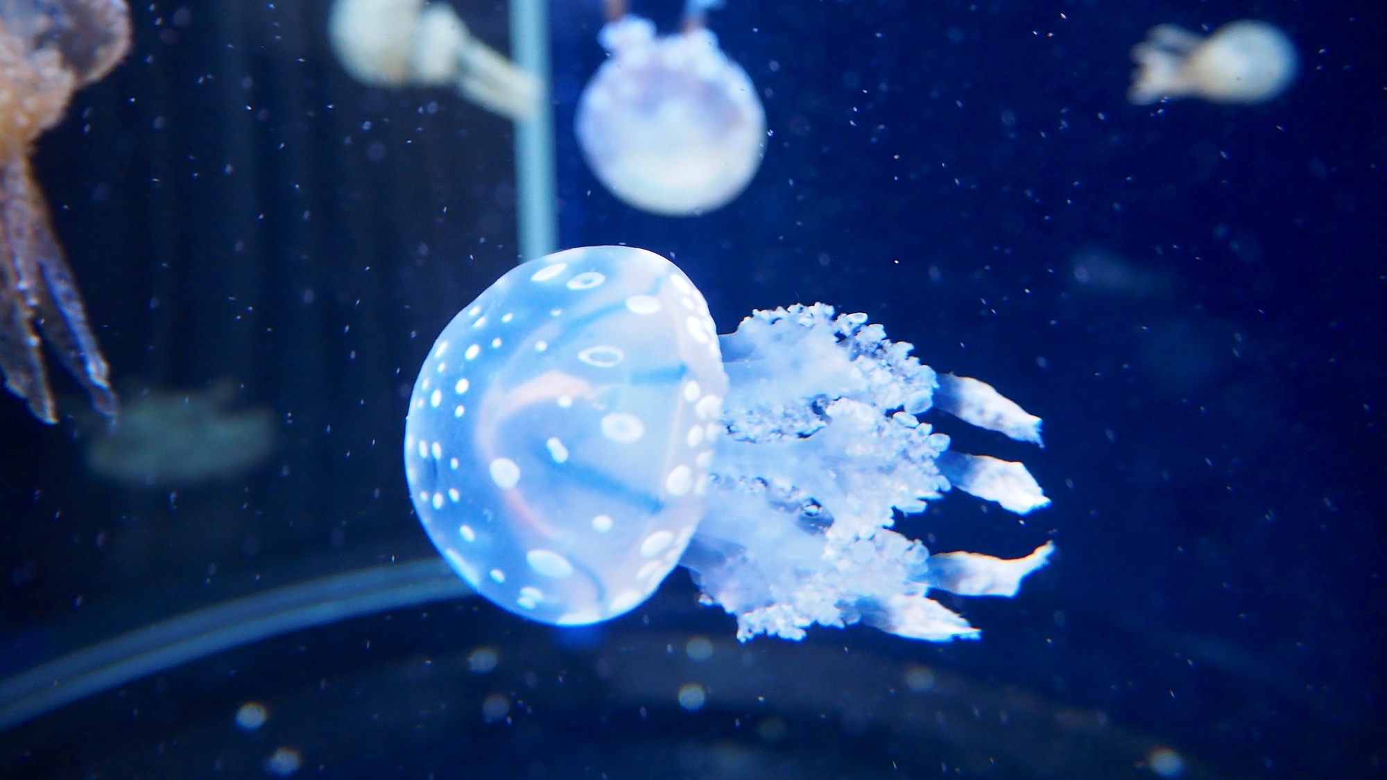 【当館から電車で20分】相模湾と太平洋の生物を中心に展示する水族館「新江ノ島水族館」