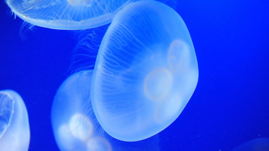 新江ノ島水族館～名物クラゲは神秘的～