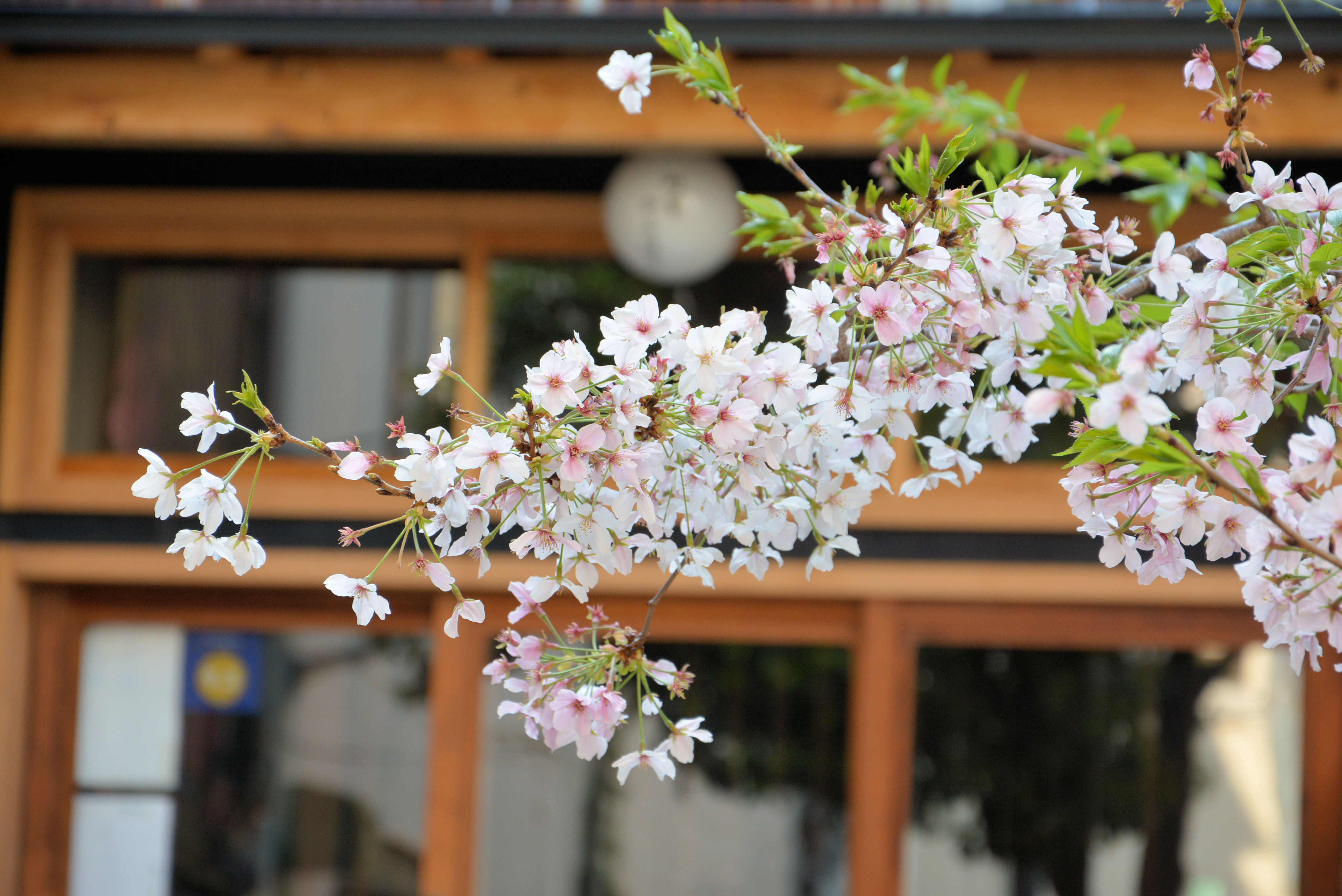 庭の桜2