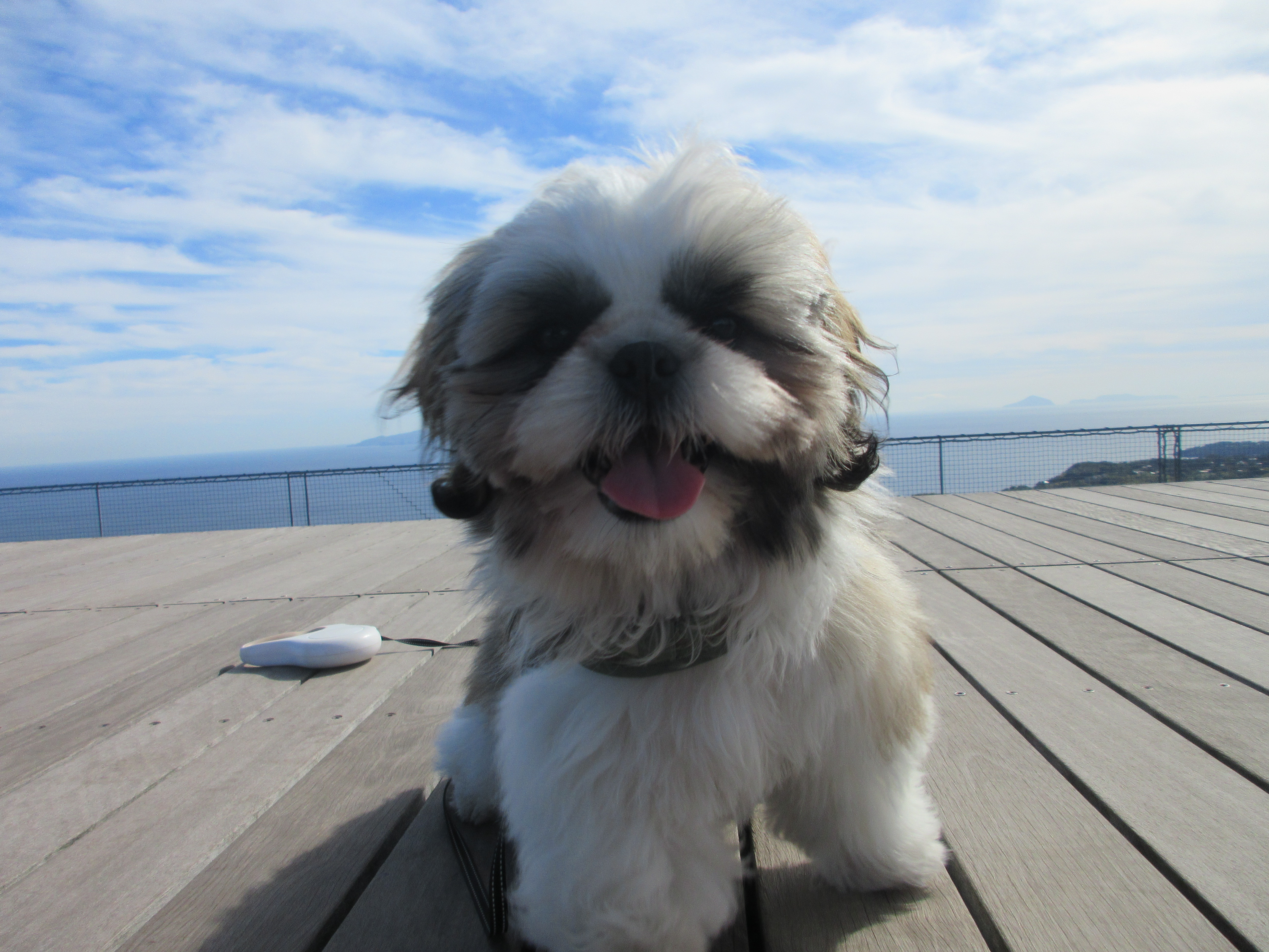二代目看板犬こてつ