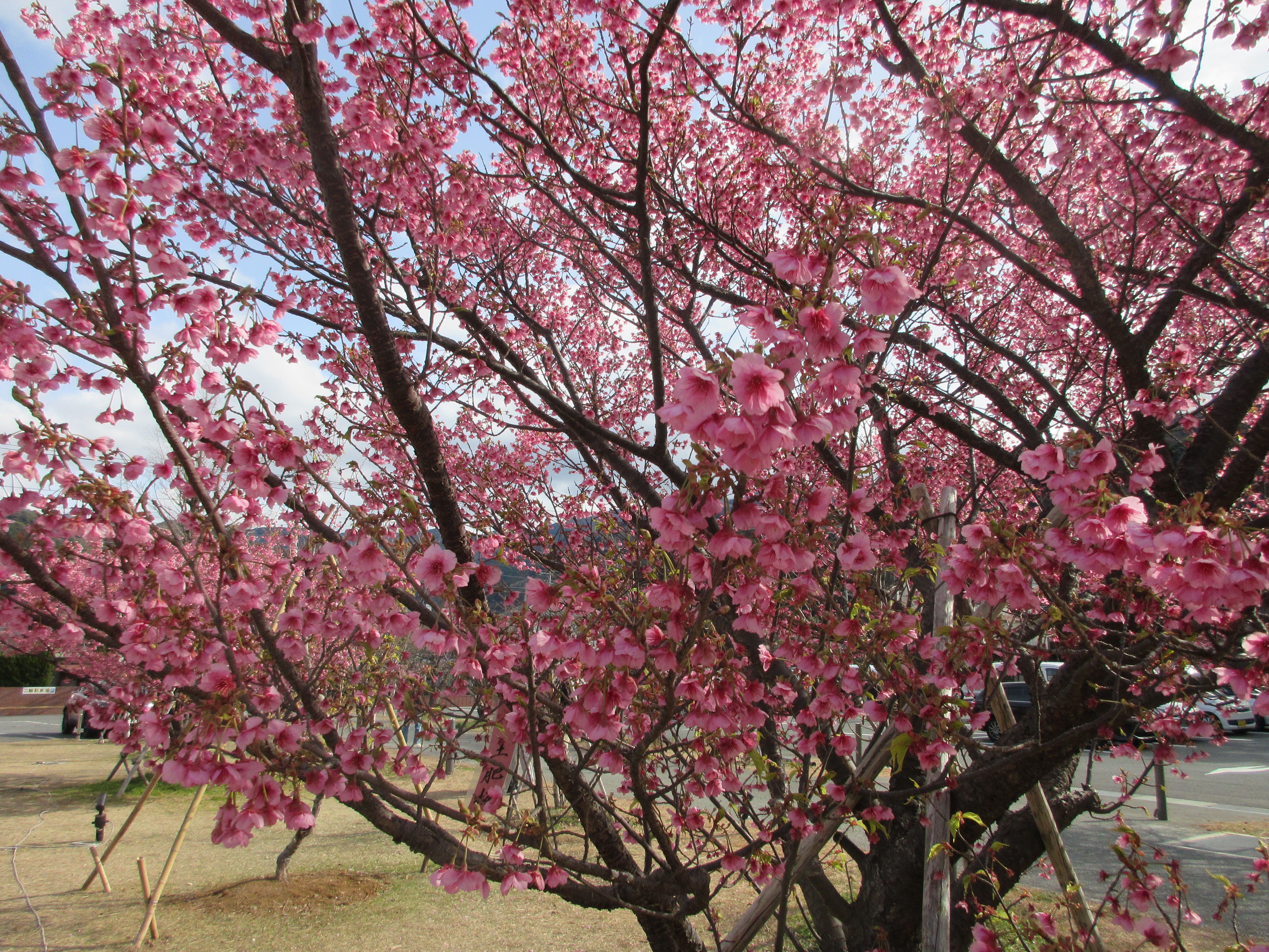 土肥桜まつり