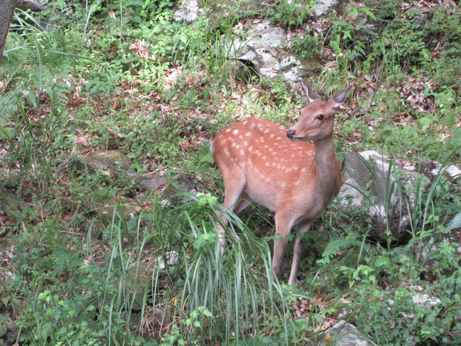 野生の鹿