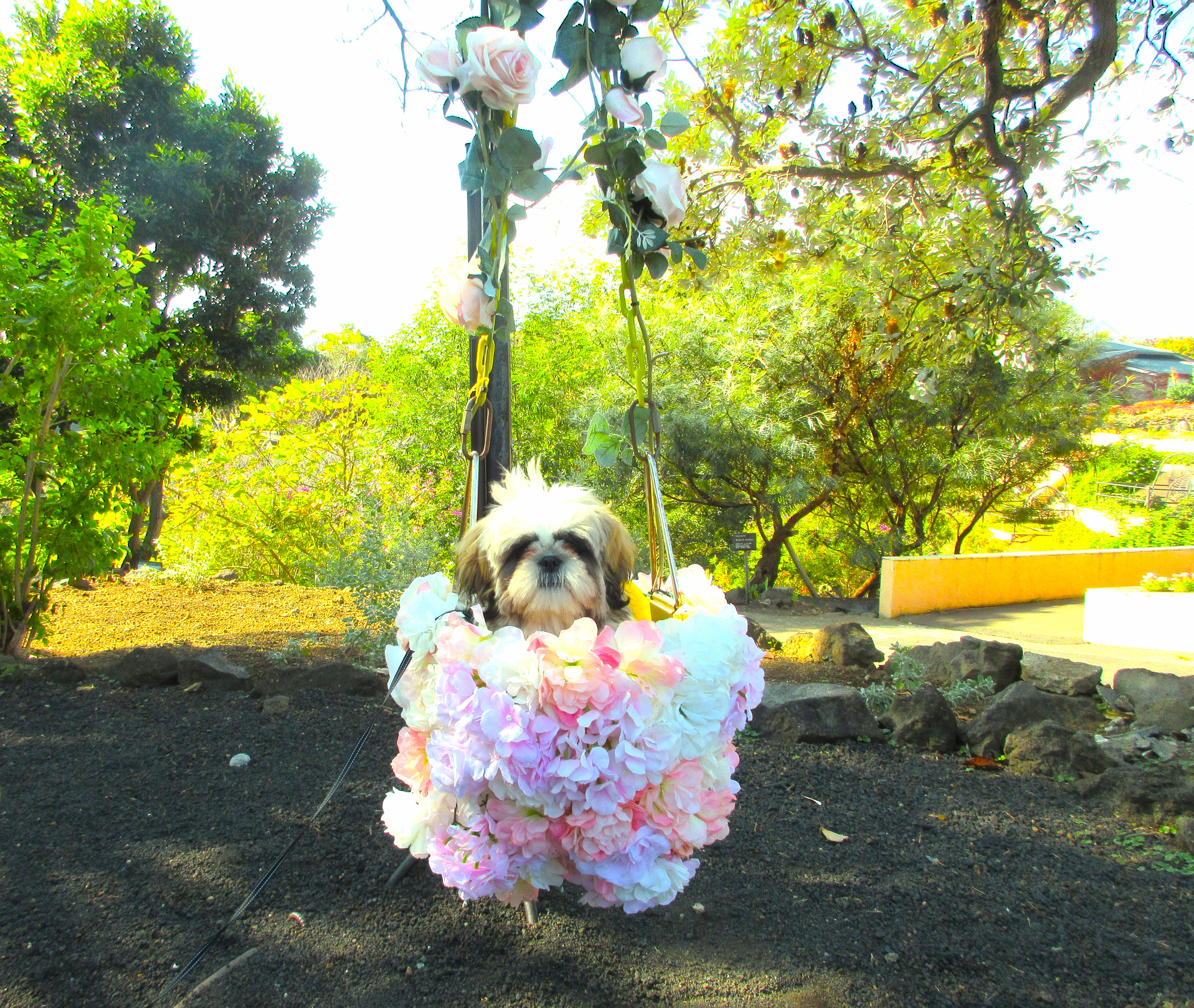 フラワーミュージアムでのこてつです。