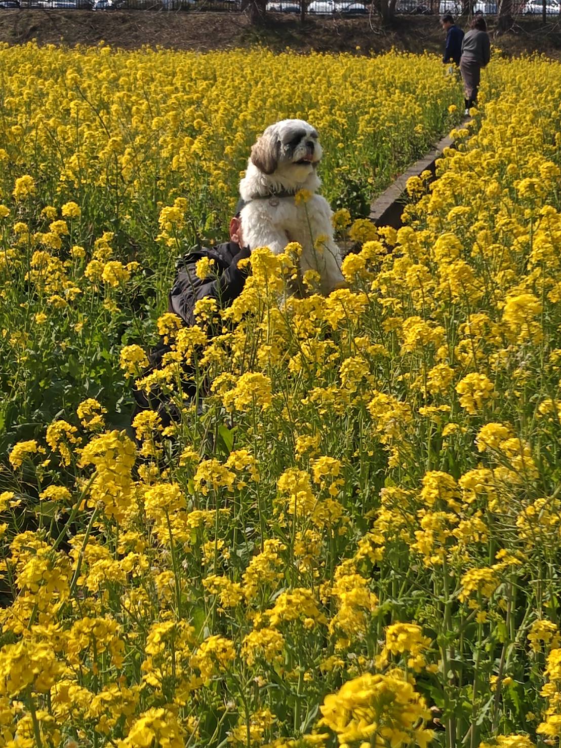 南伊豆菜の花と桜まつり