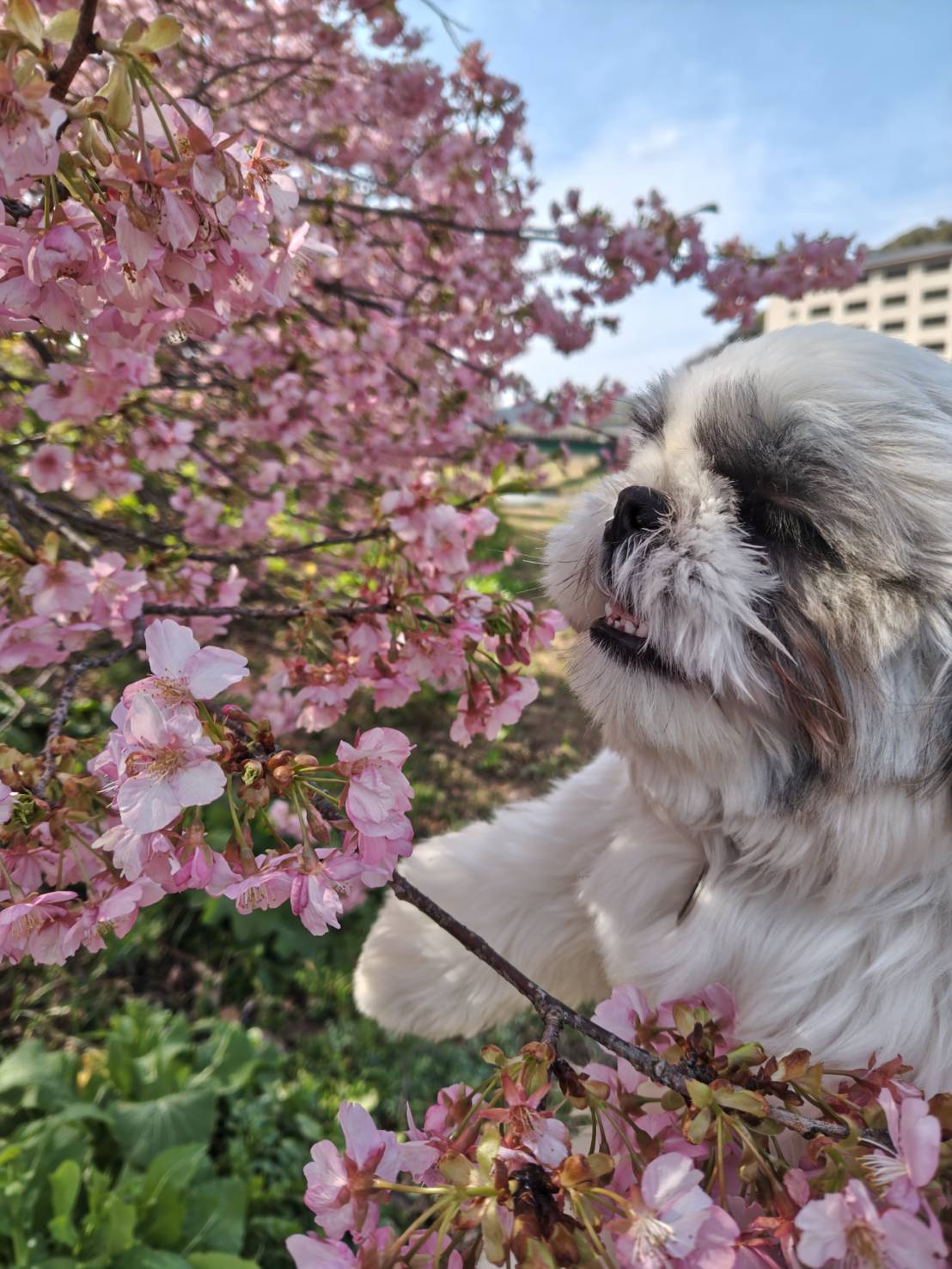 南伊豆菜の花と桜まつり