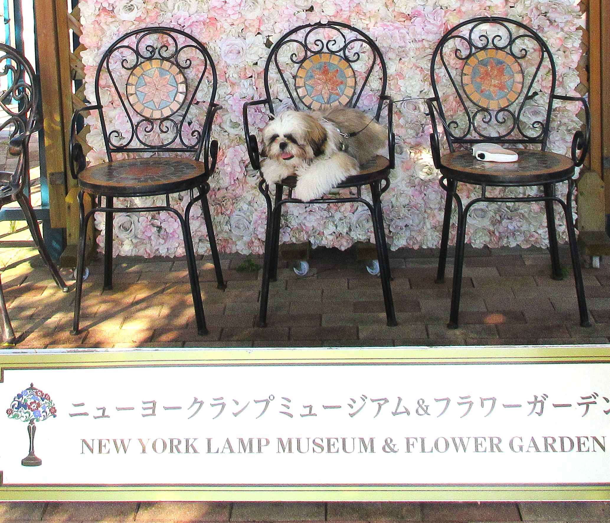 フラワーミュージアムの写真スポットでのこてつ