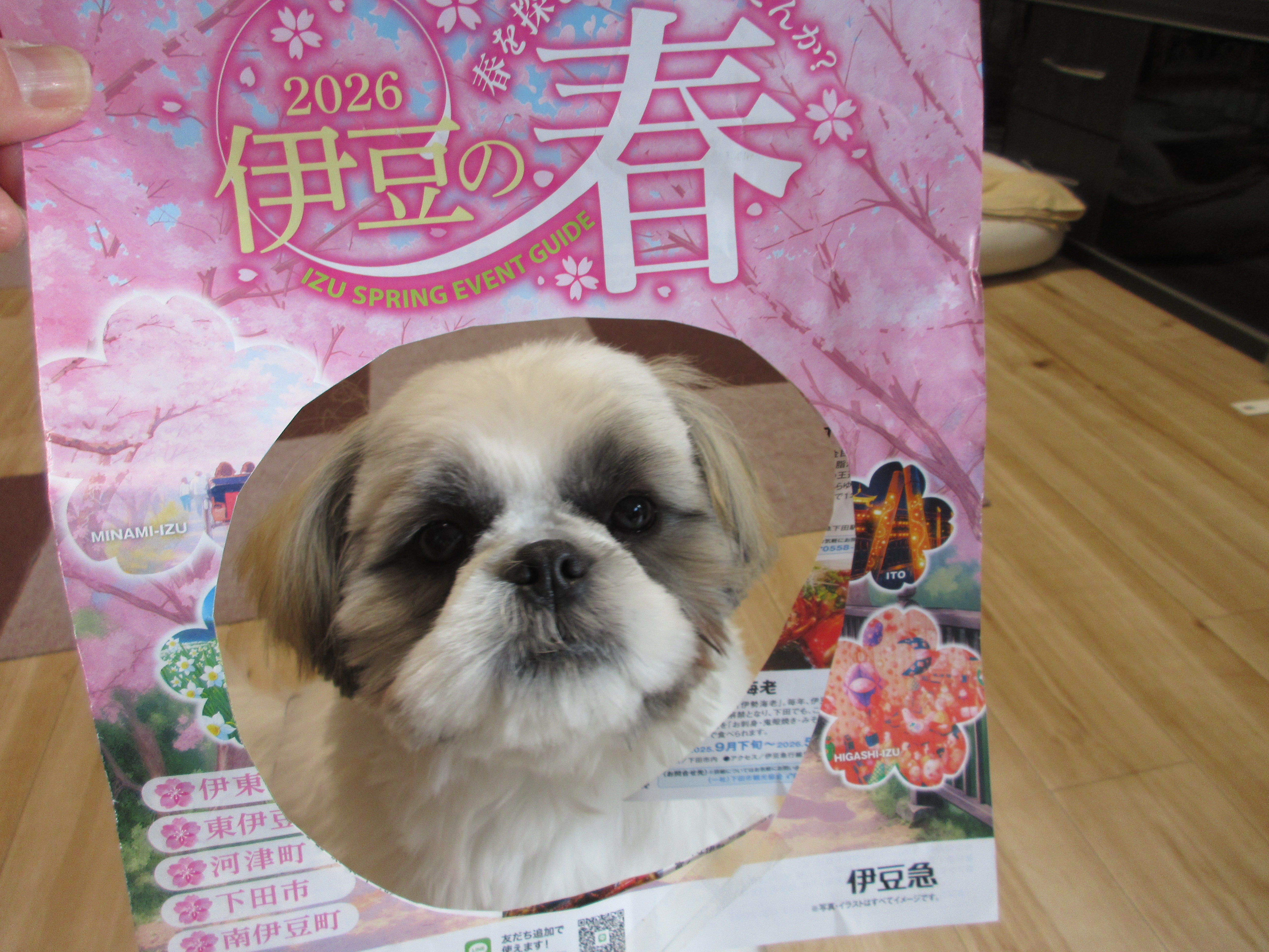 伊豆の一早い春の知らせ