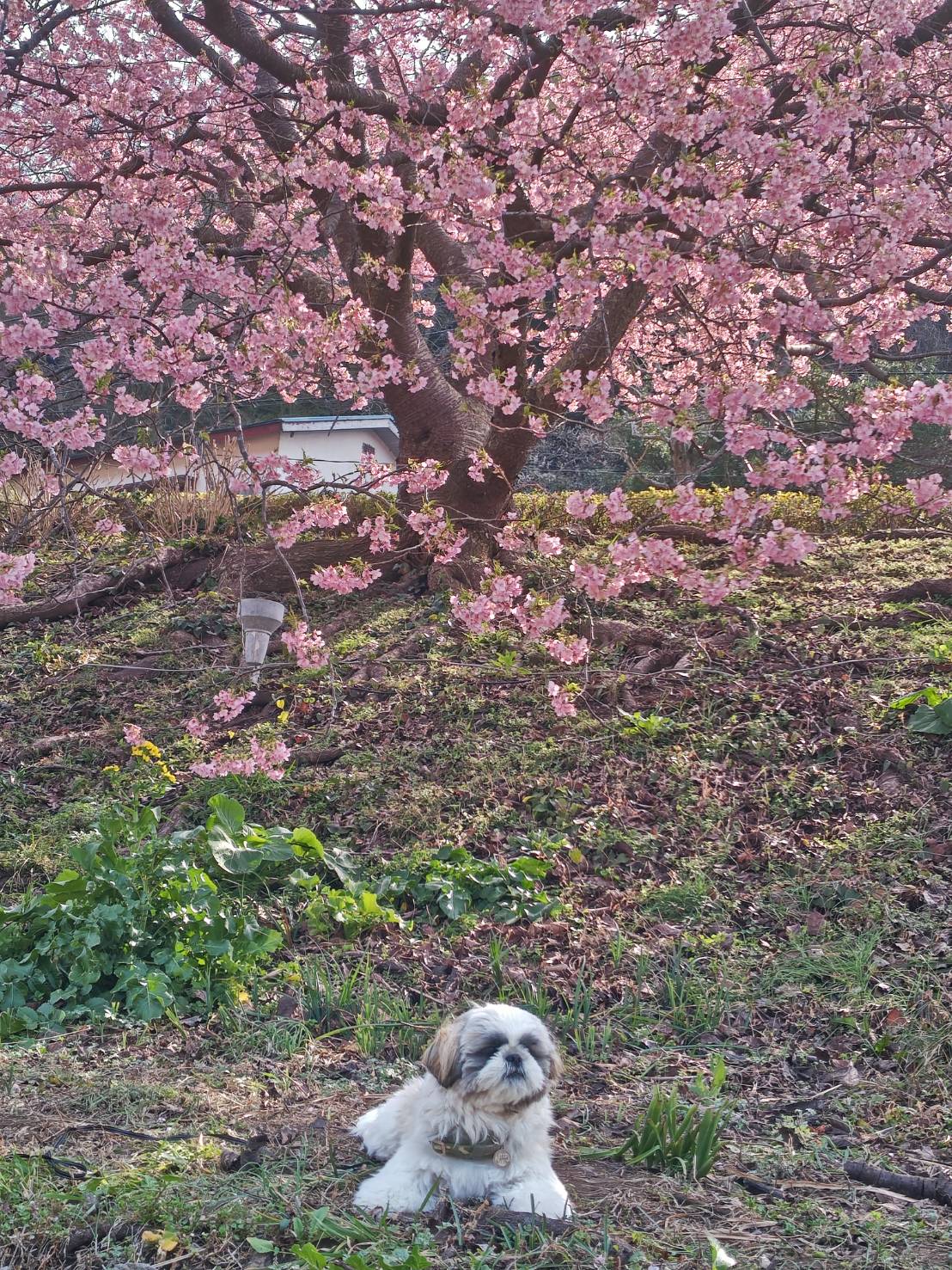 南伊豆菜の花と桜まつり