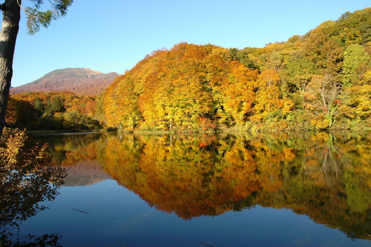 【秋】五色沼の紅葉