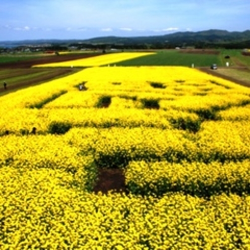 横浜町　菜の花畑