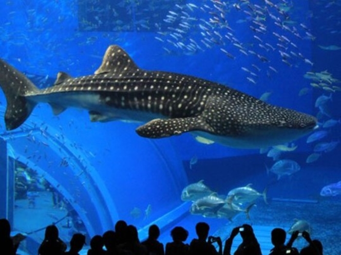  「沖縄美ら海水族館」悠々と泳ぐジンベイザメの黒潮の海大水槽