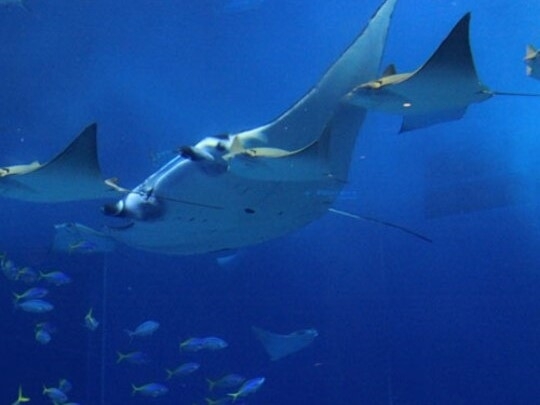 飛ぶように泳ぐマンタとトビエイの群れ「沖縄美ら海水族館」【車で約70分】