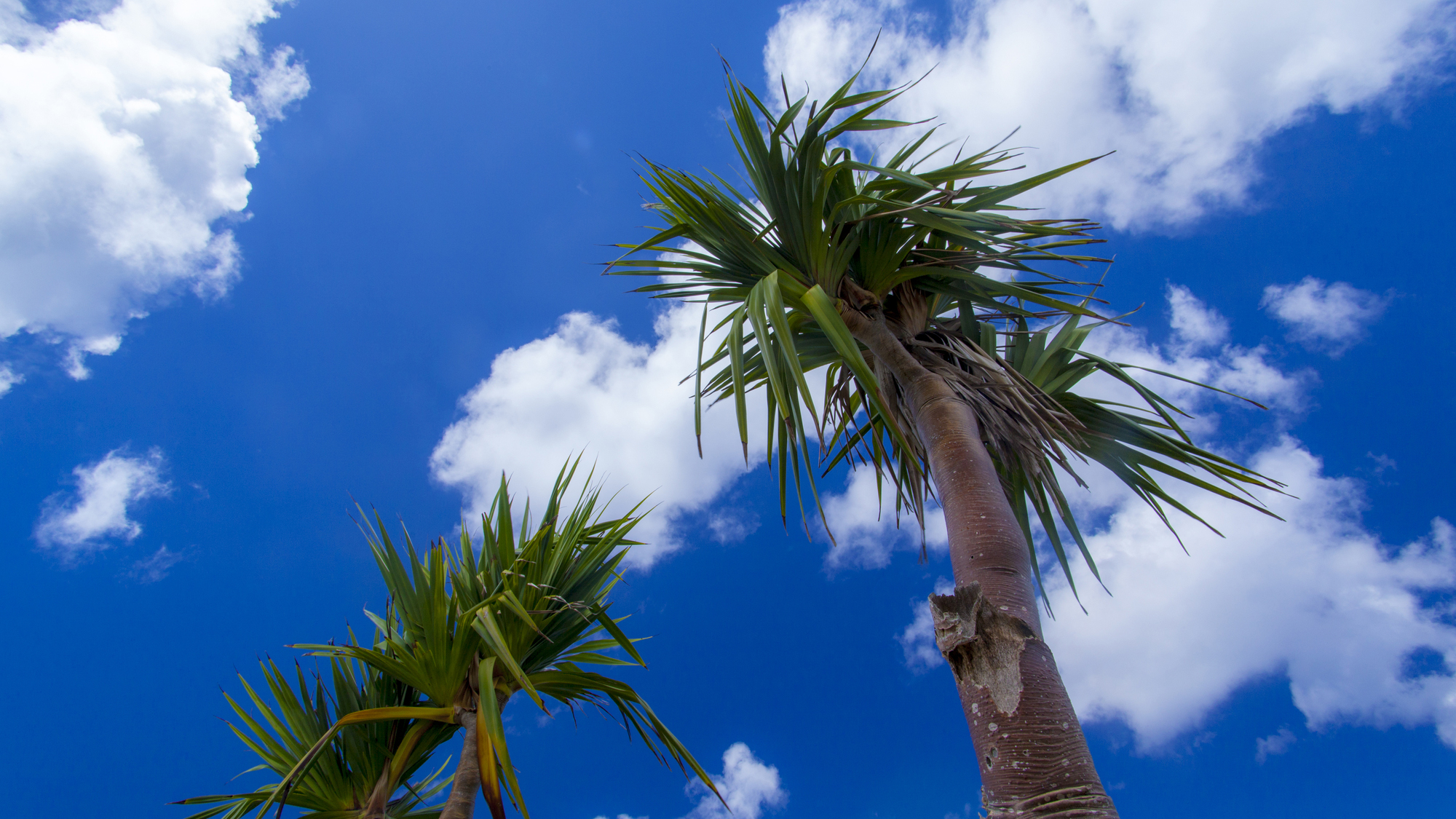 【近隣ビーチ】瀬名波ビーチ、長浜海岸、残波ビーチ、ニライビーチ、メロディービーチ、真栄田岬など♪