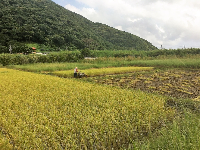 奄美では希少な稲作が残る地域