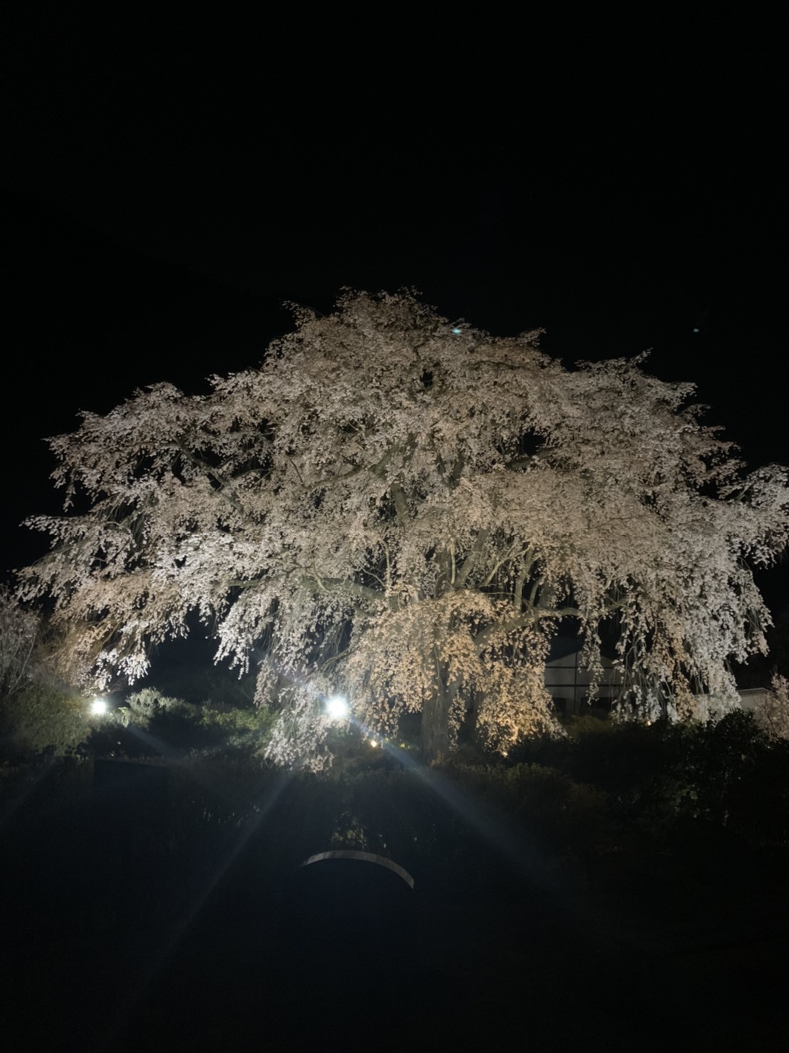 【大好評企画♪期間限定】春らんらん♪　バスで行く♪夜桜観賞付き　会席プラン　1泊2食付き