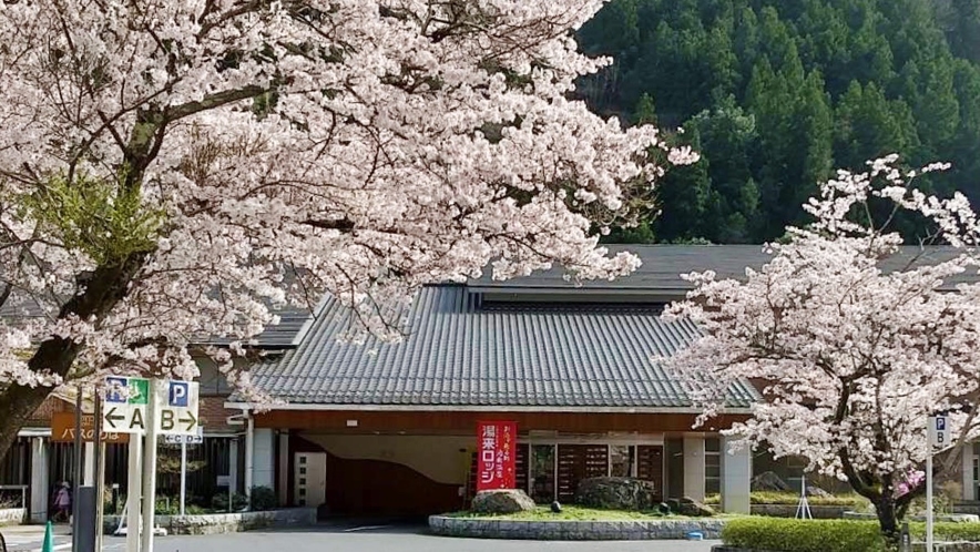 正面玄関　桜