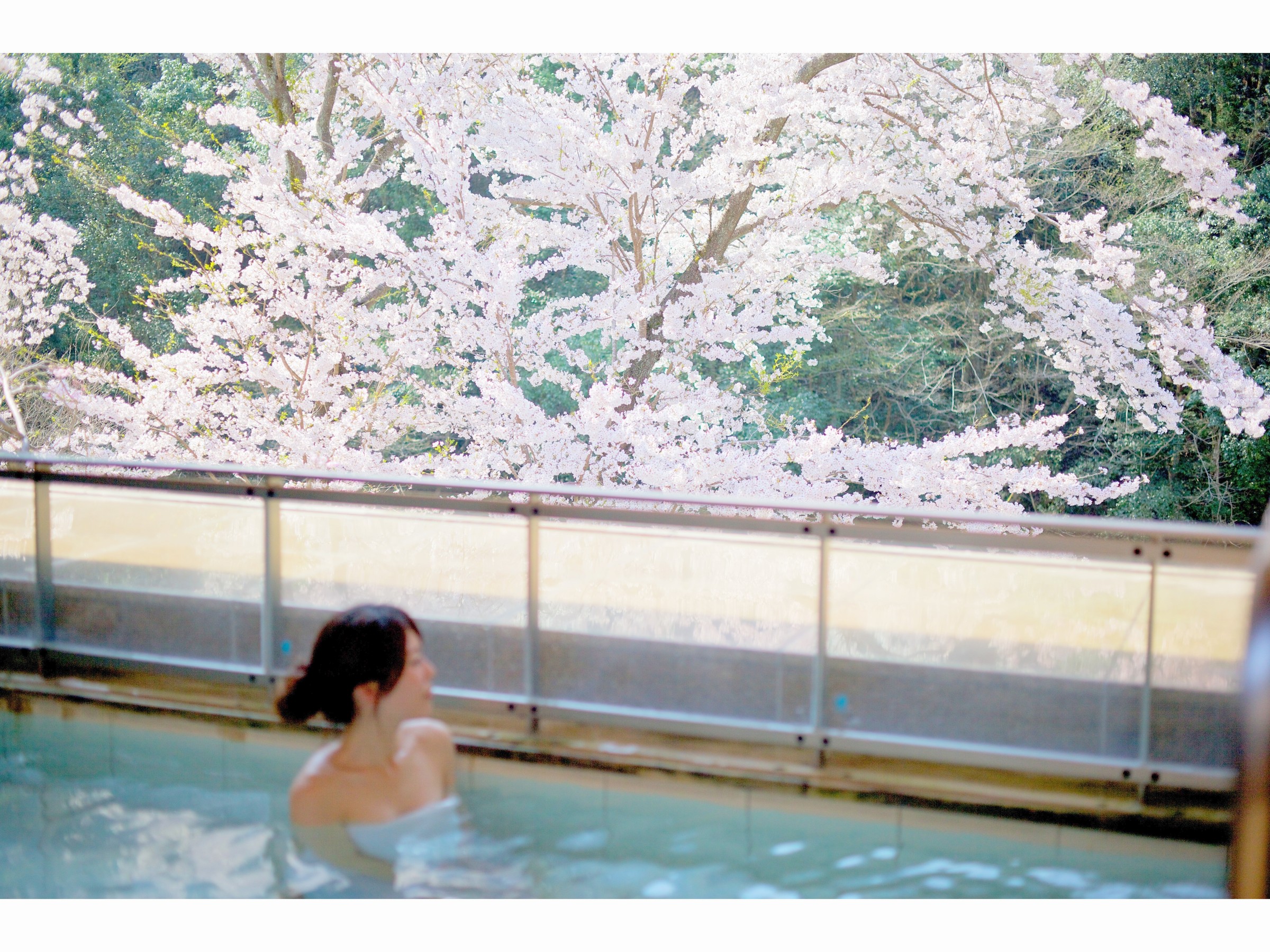 目前の桜風景が堪能できる露天風呂