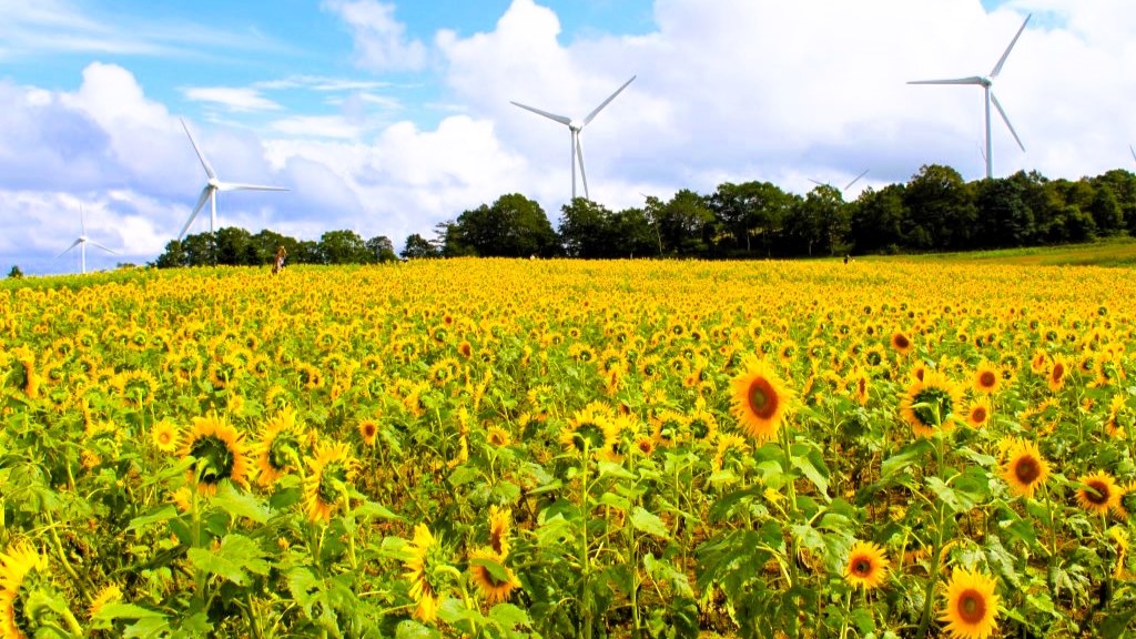Summer / 布引風の高原 >>> 猪苗代湖の南側に位置する郡山市湖南町にあります